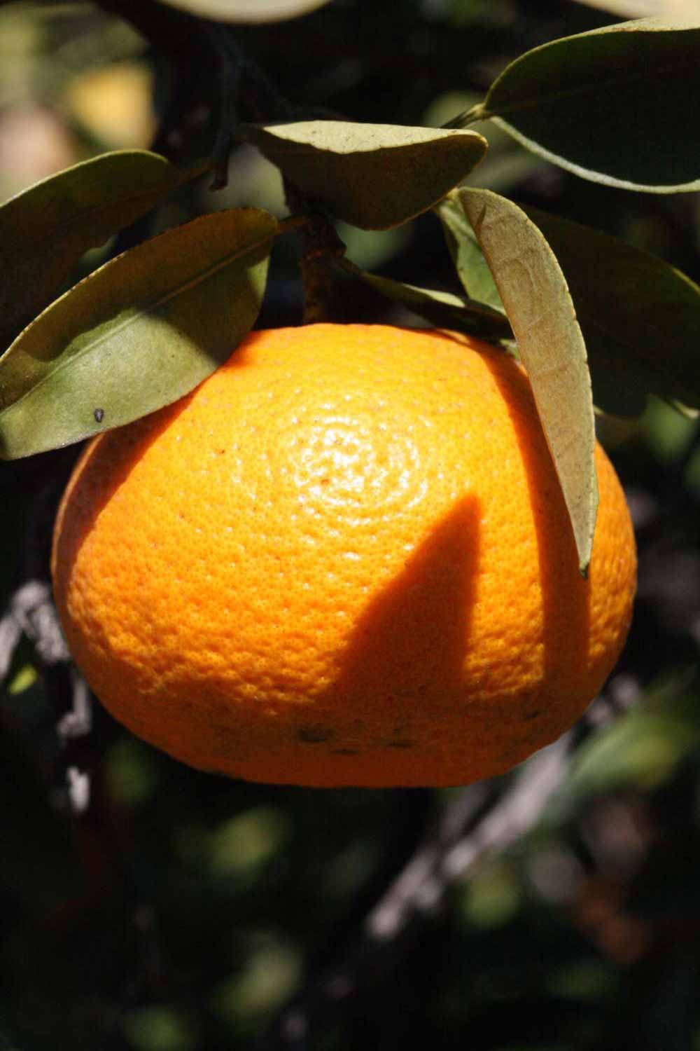              Fruit (Riverside, CA)       